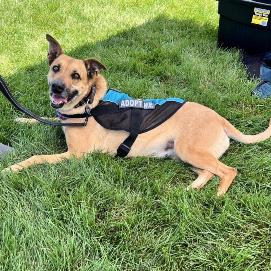 Enlarge Letty, a Adoptable Mixed Breed in Norfolk, NE image 3/6