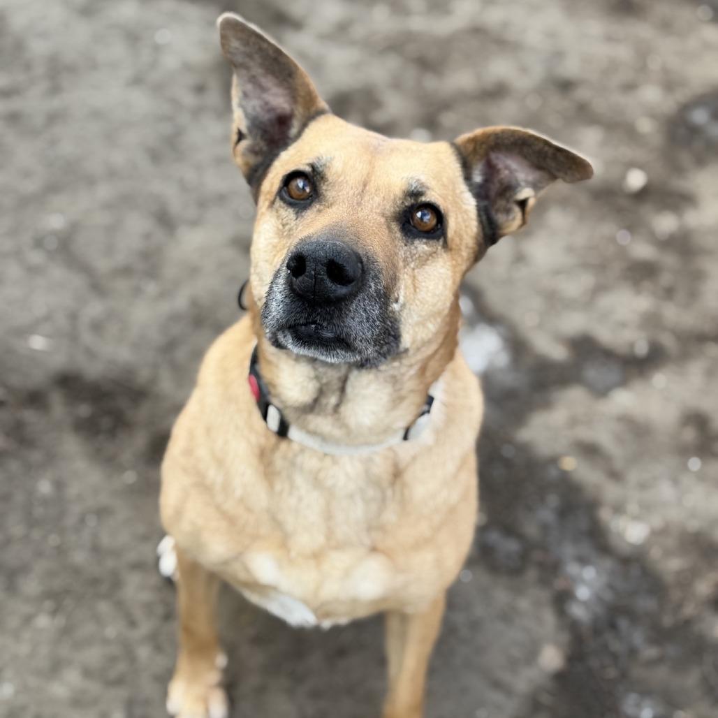 Enlarge Letty, a Adoptable Mixed Breed in Norfolk, NE image 5/6