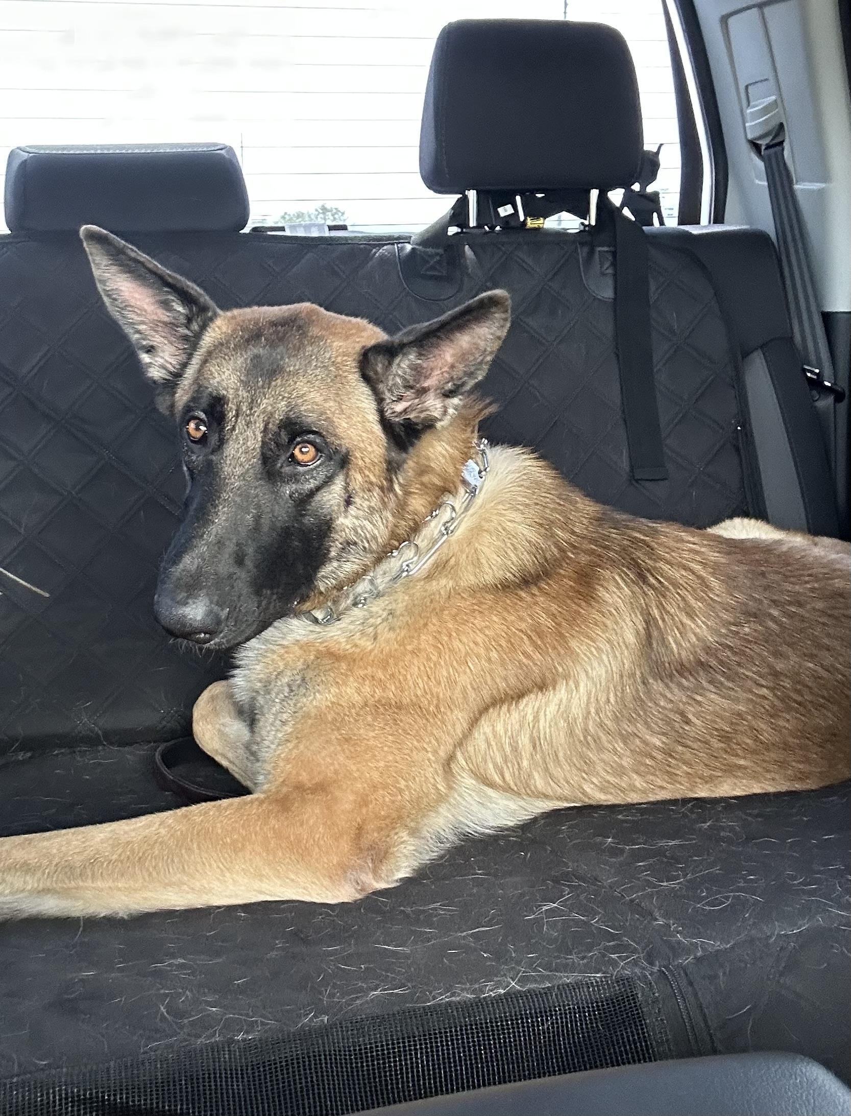 Enlarge Phoenix, a Adoptable German Shepherd Dog in Palm desert, CA image 1/1