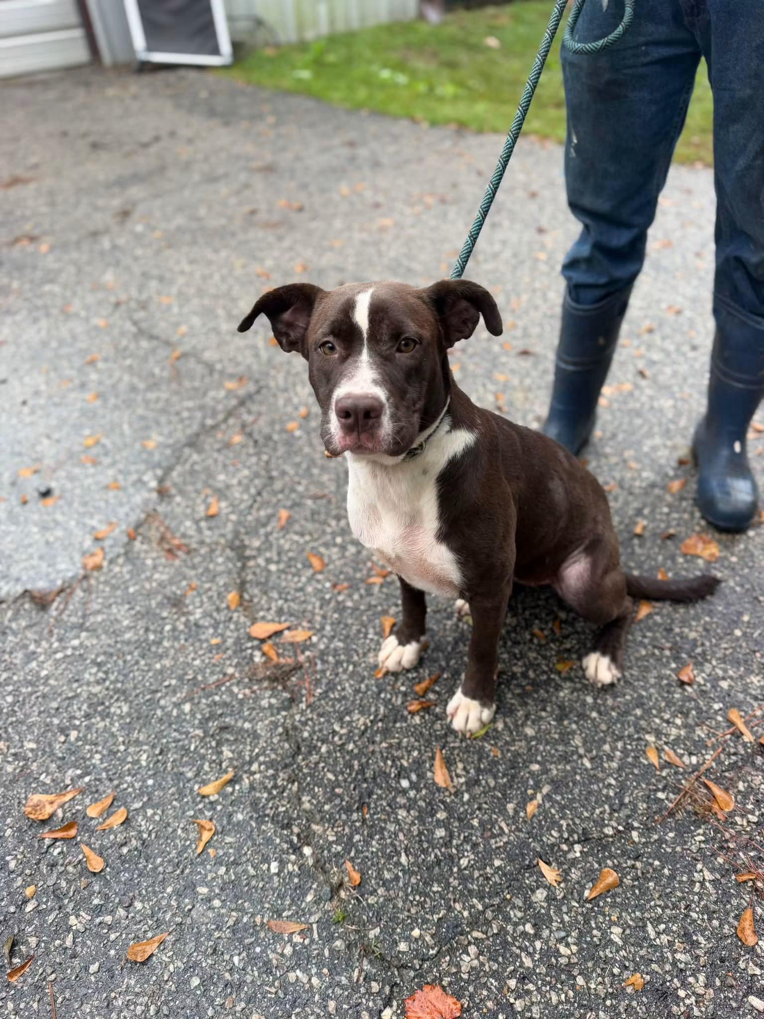 Enlarge Opra, a Adoptable mixed breed in Elizabethtown, NC image 1/1