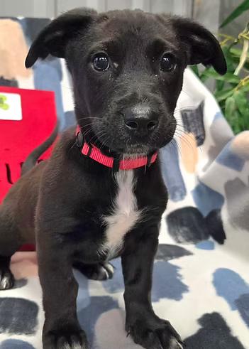 Enlarge Tulips, a ADOPTABLE Mixed Breed in Racine, WI image 1/3