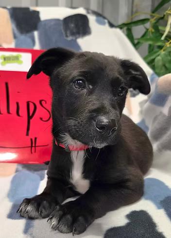 Enlarge Tulips, a ADOPTABLE Mixed Breed in Racine, WI image 3/3