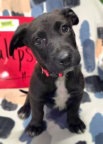 Enlarge Tulips, a ADOPTABLE Mixed Breed in Racine, WI image 2/3