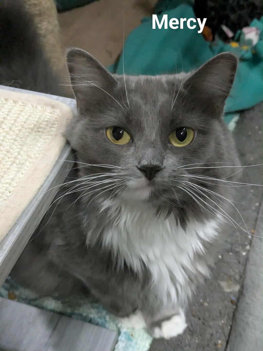 Mercy, a Adoptable mixed breed in Cincinnati, OH image 3/3