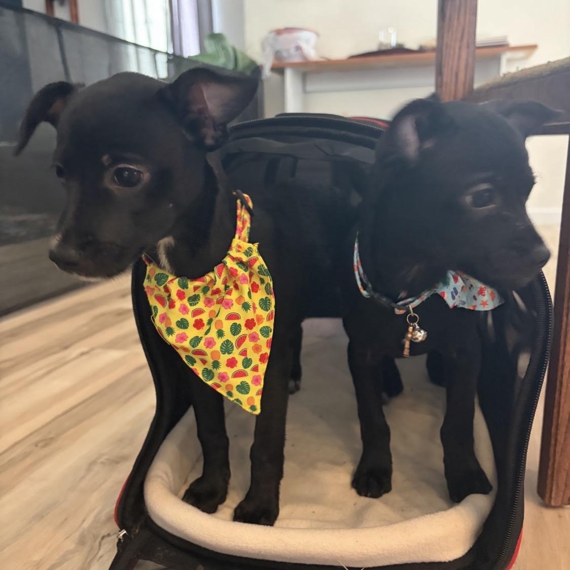 Enlarge Sunny, a Adoptable mixed breed in Pflugerville, TX image 2/6