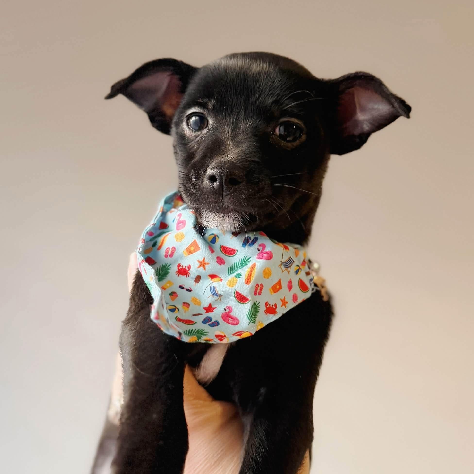 Sunny, Adoptable, Puppy Male Chihuahua & Chiweenie.