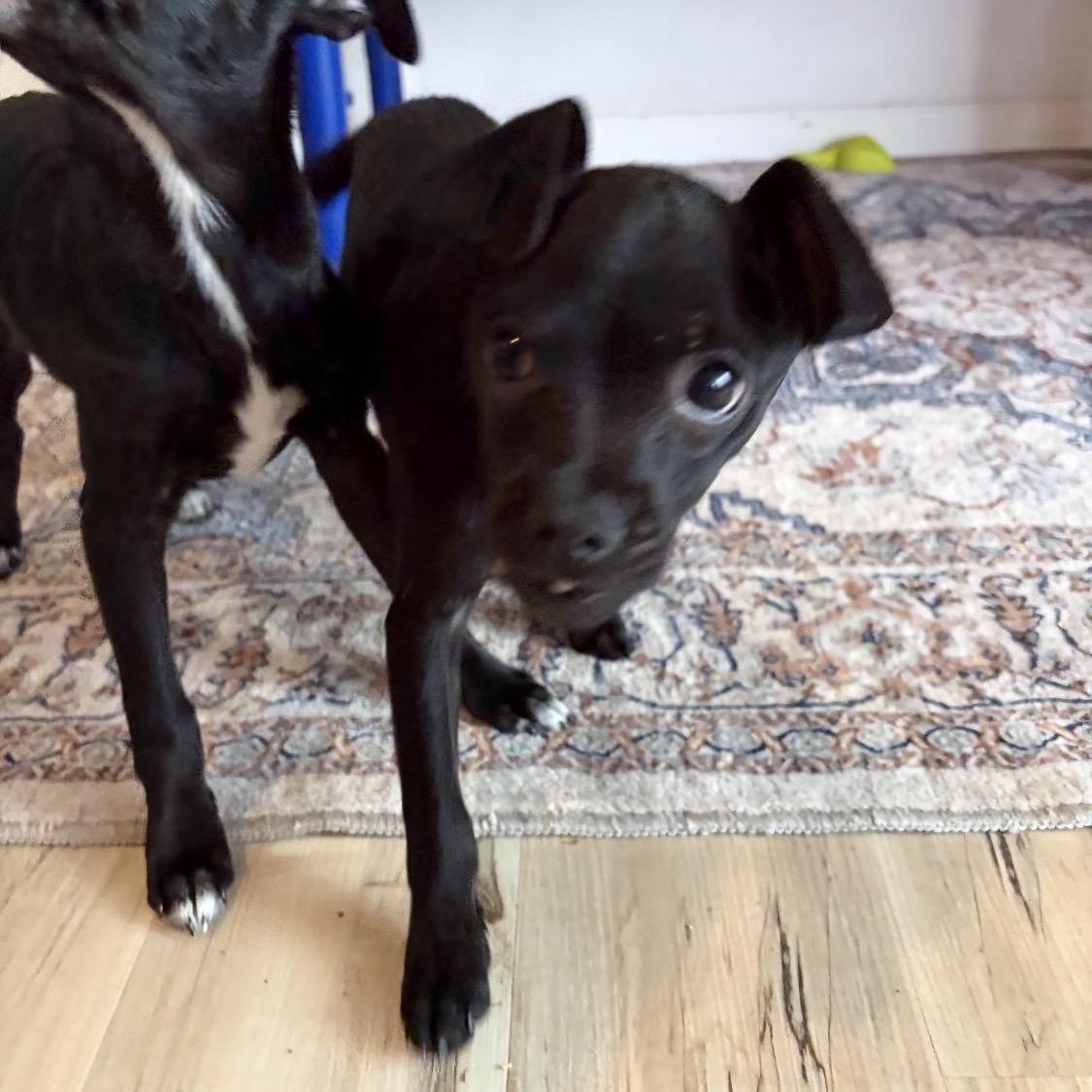 Enlarge Sunny, a Adoptable mixed breed in Pflugerville, TX image 4/6