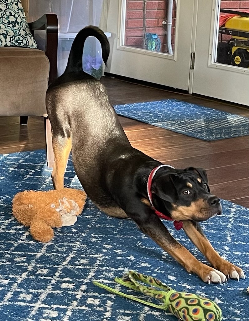 Dog for adoption Ruby, a Mixed Breed in Polson, MT Petfinder