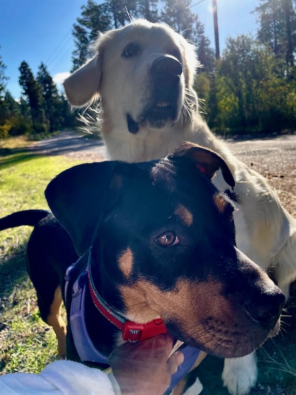 Dog for adoption Ruby, a Mixed Breed in Polson, MT Petfinder