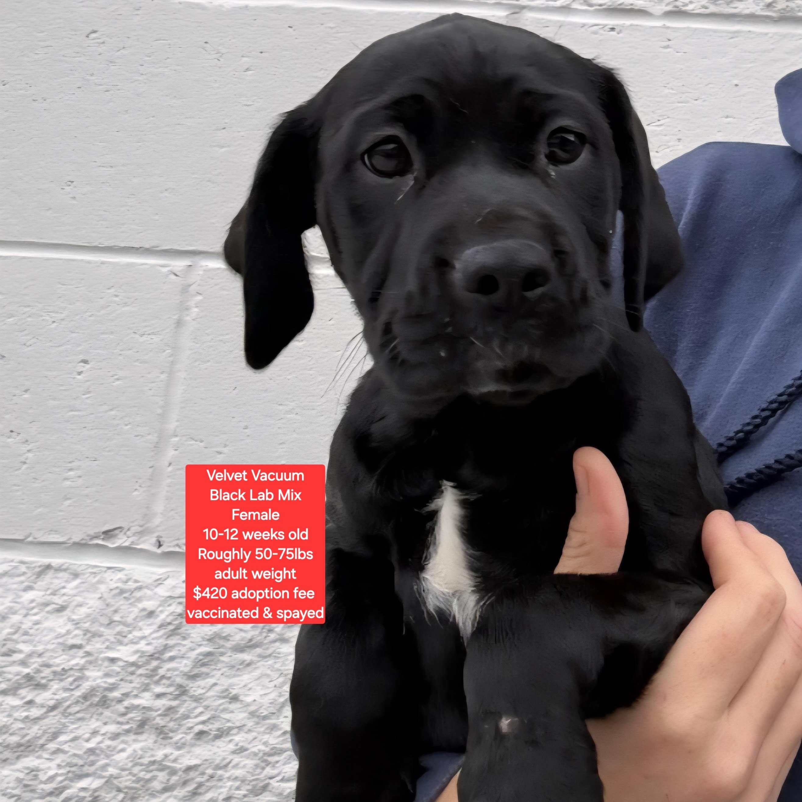 Velvet Vacuum , adopted, Puppy Female Black Labrador Retriever.