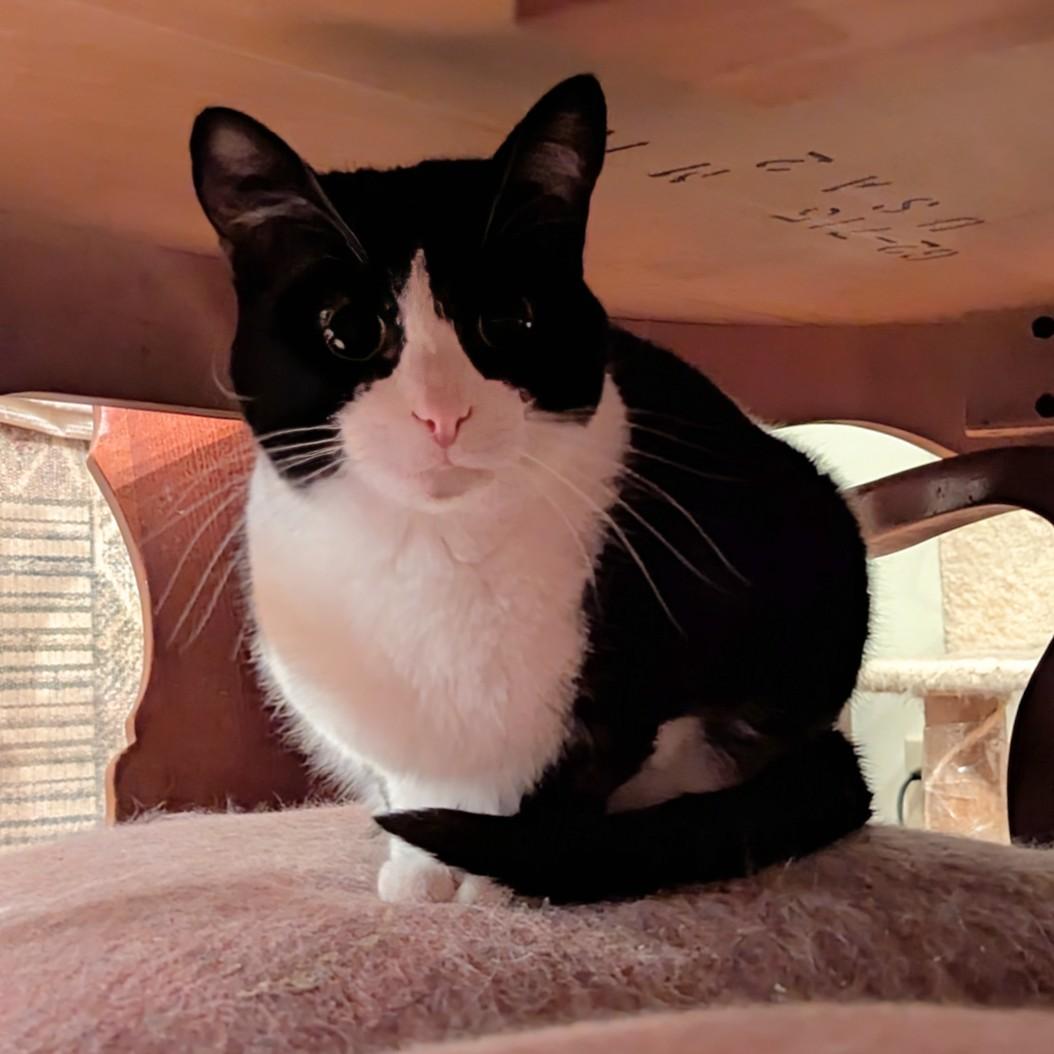 Quixotic — thumbnail 3