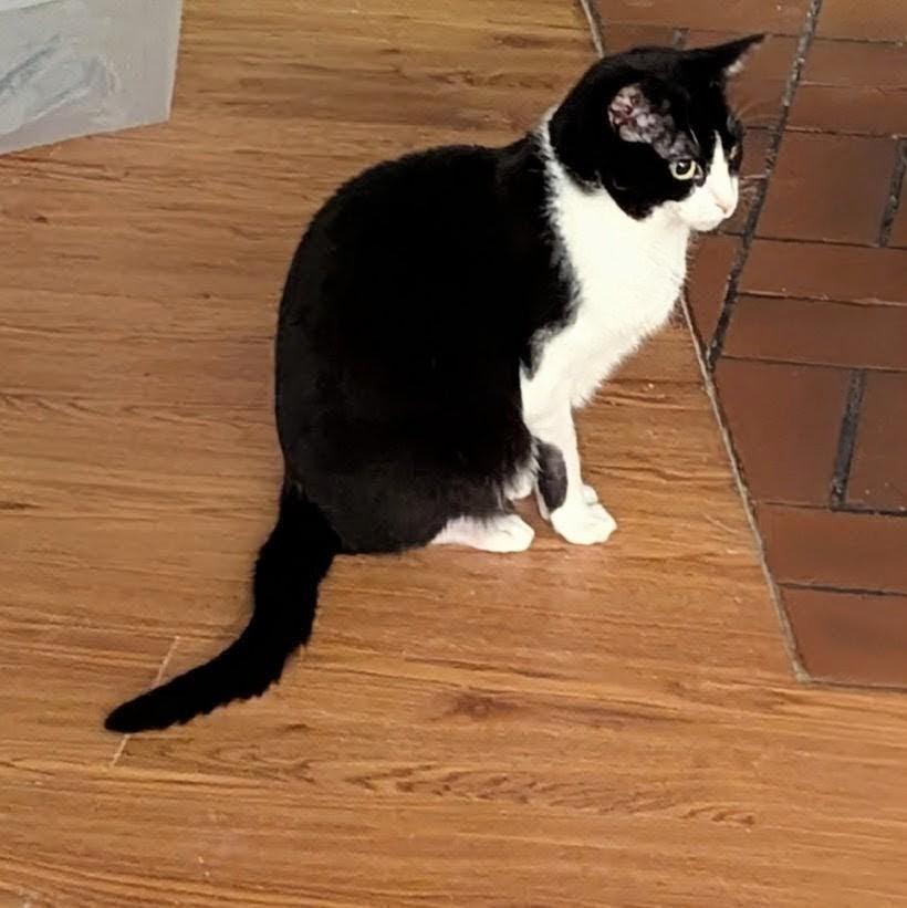 Quixotic thumbnail 6