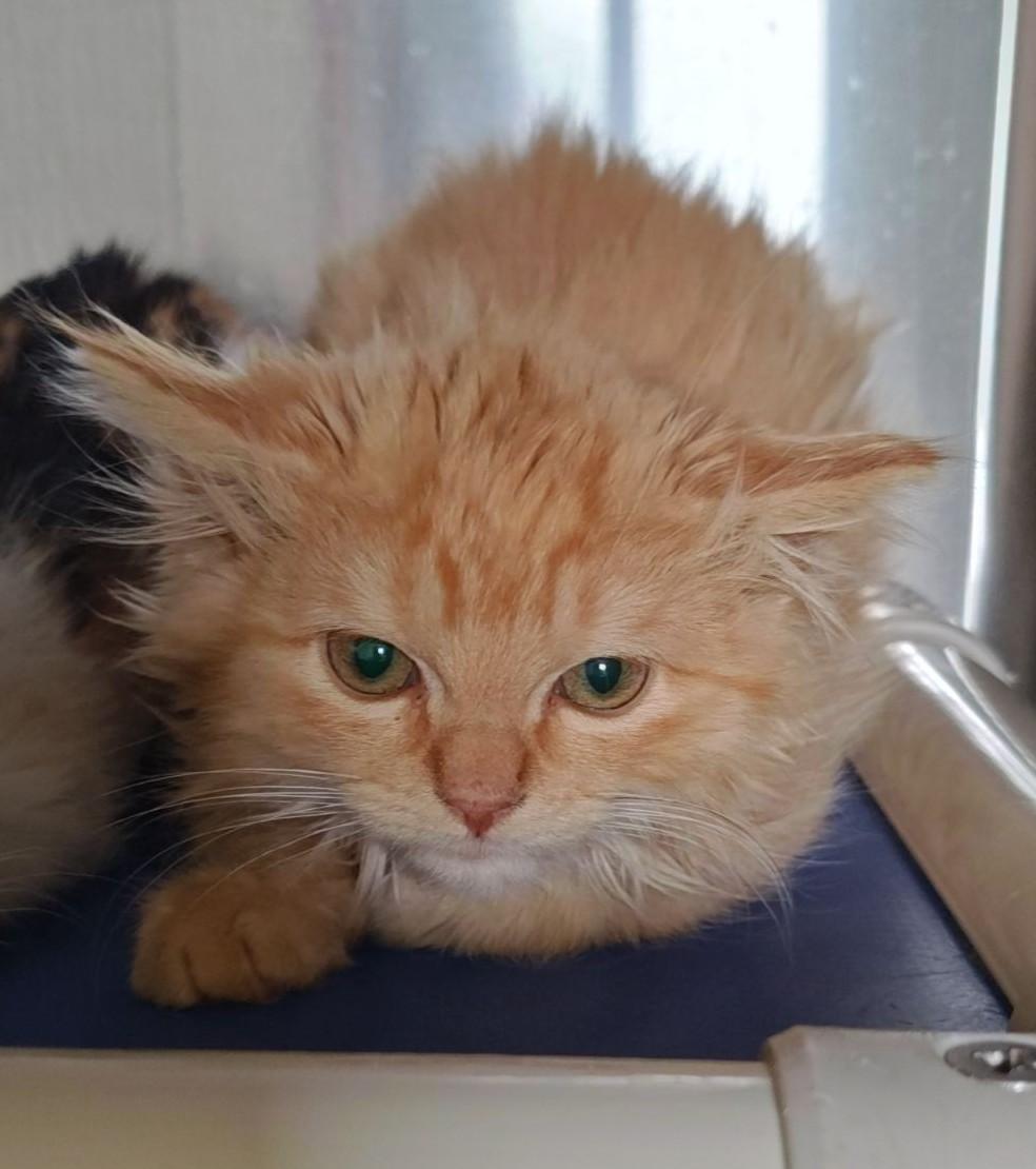 Willie, adopted, Kitten Male Domestic Long Hair.