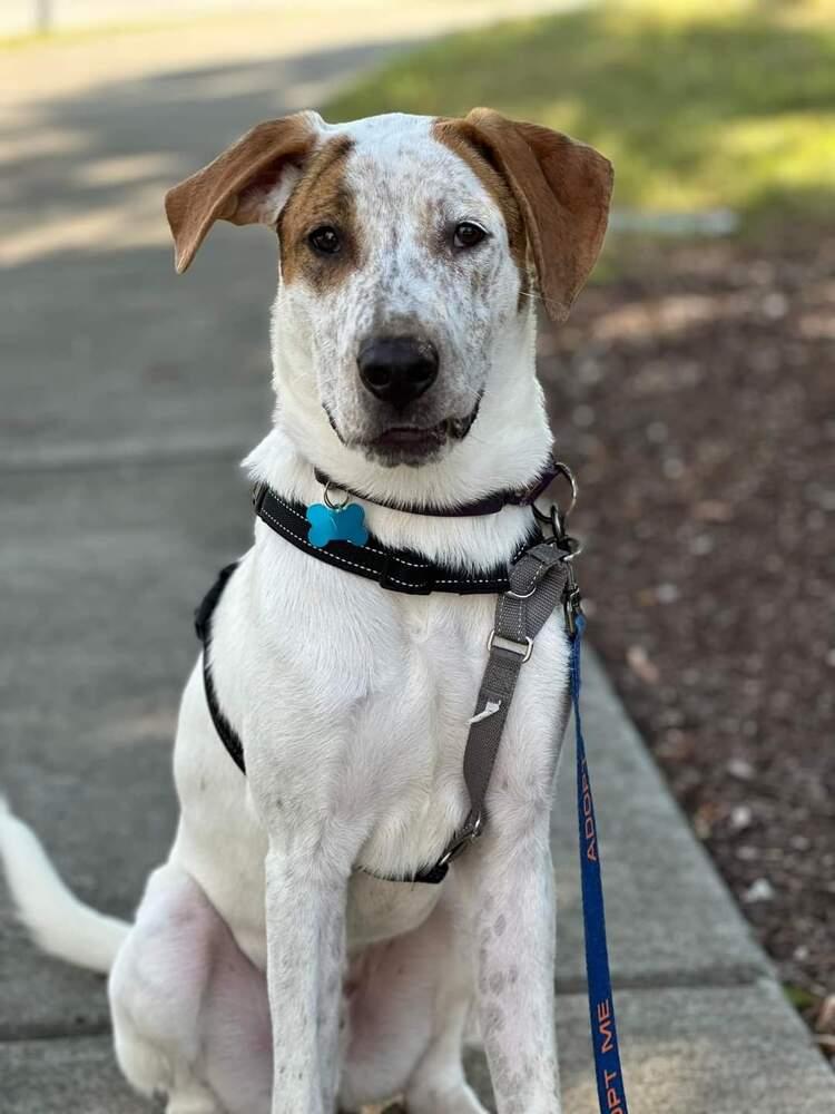 Mason, Adoptable, Adult Male English Pointer & Hound.
