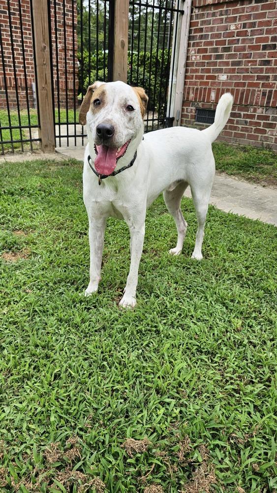 Enlarge Mason, a Adoptable mixed breed in Youngsville, NC image 2/5