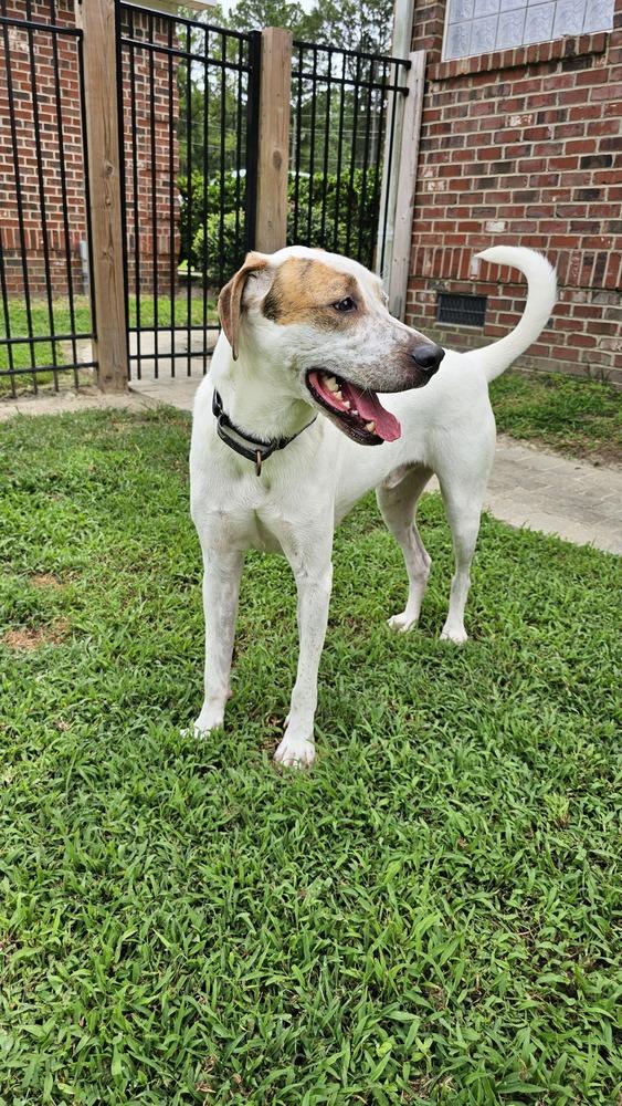 Enlarge Mason, a Adoptable mixed breed in Youngsville, NC image 3/6