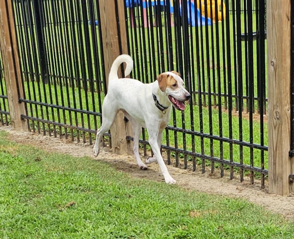 Enlarge Mason, a Adoptable mixed breed in Youngsville, NC image 6/6