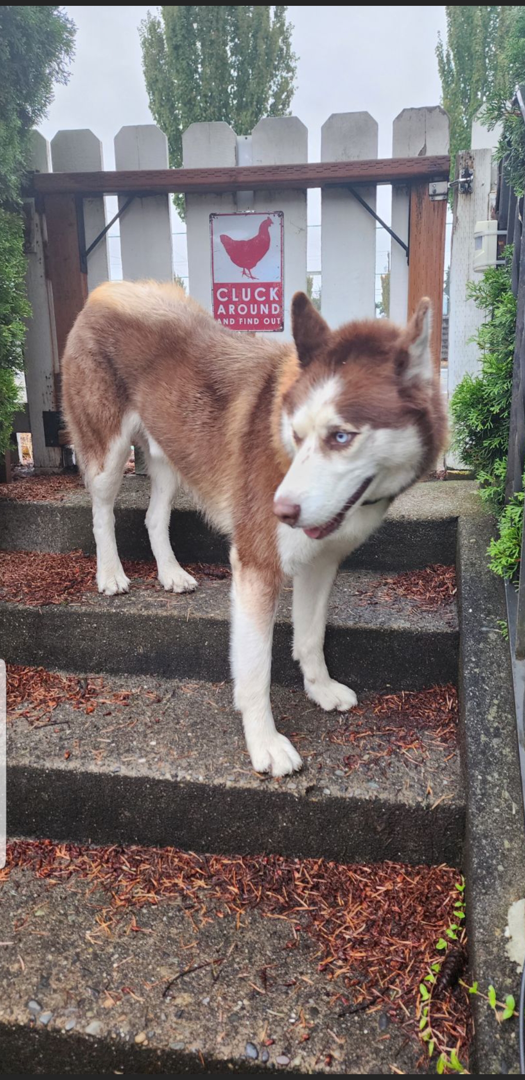 Kryptonite, an adopted Husky in McKenna, WA_image-1
