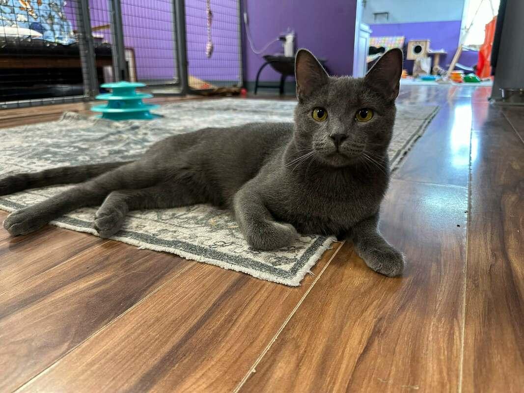 Enlarge Clyde, a Adoptable Domestic Short Hair in Kalamazoo, MI image 1/1