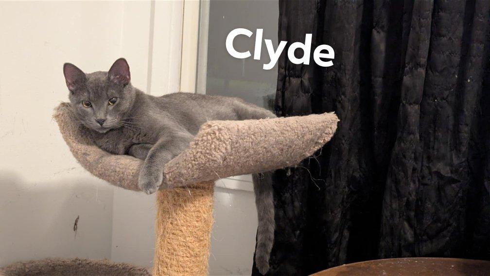 Clyde