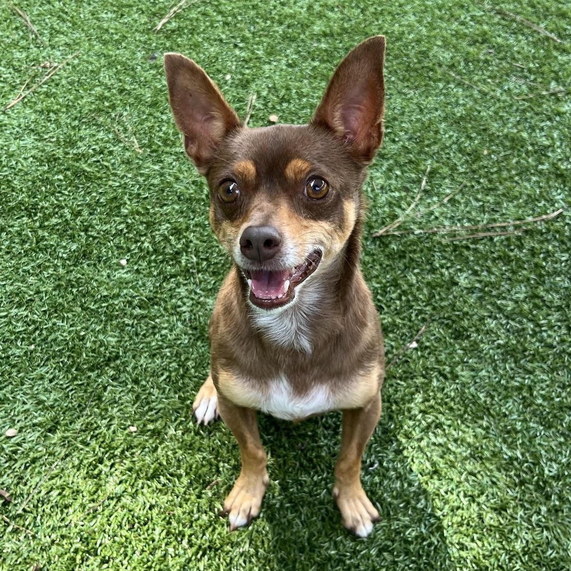 Swaba, a Adoptable Chihuahua in Salisbury, NC image 1/3