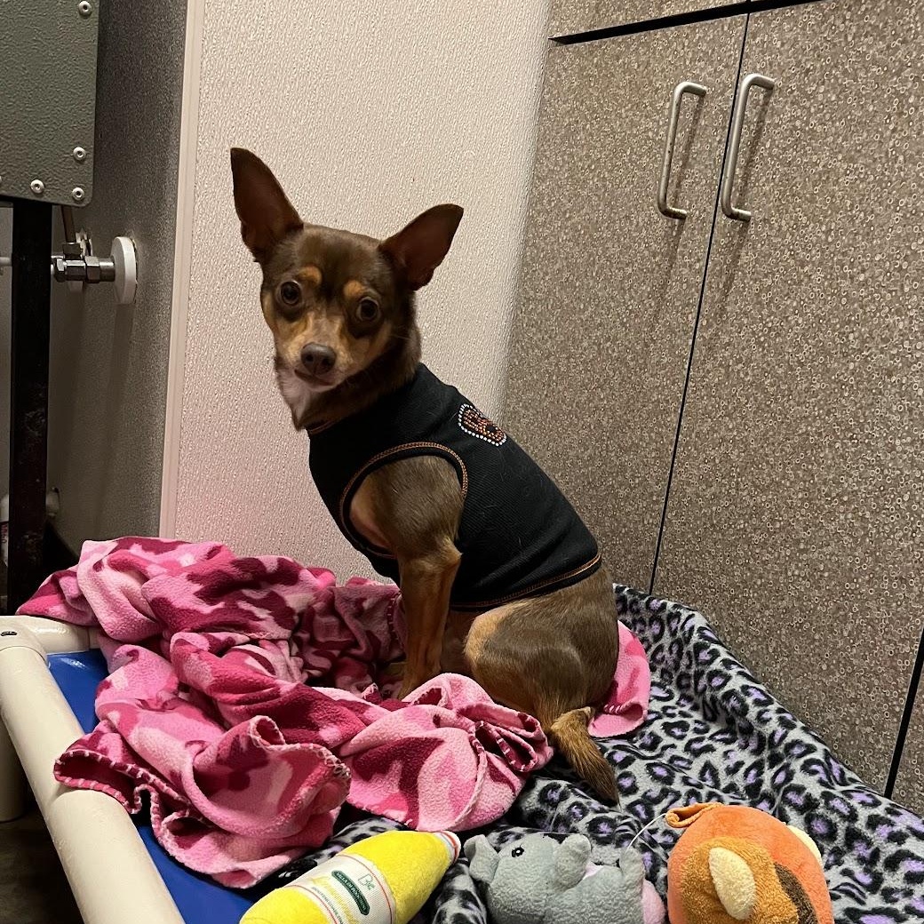 Swaba, a Adoptable Chihuahua in Salisbury, NC image 2/3