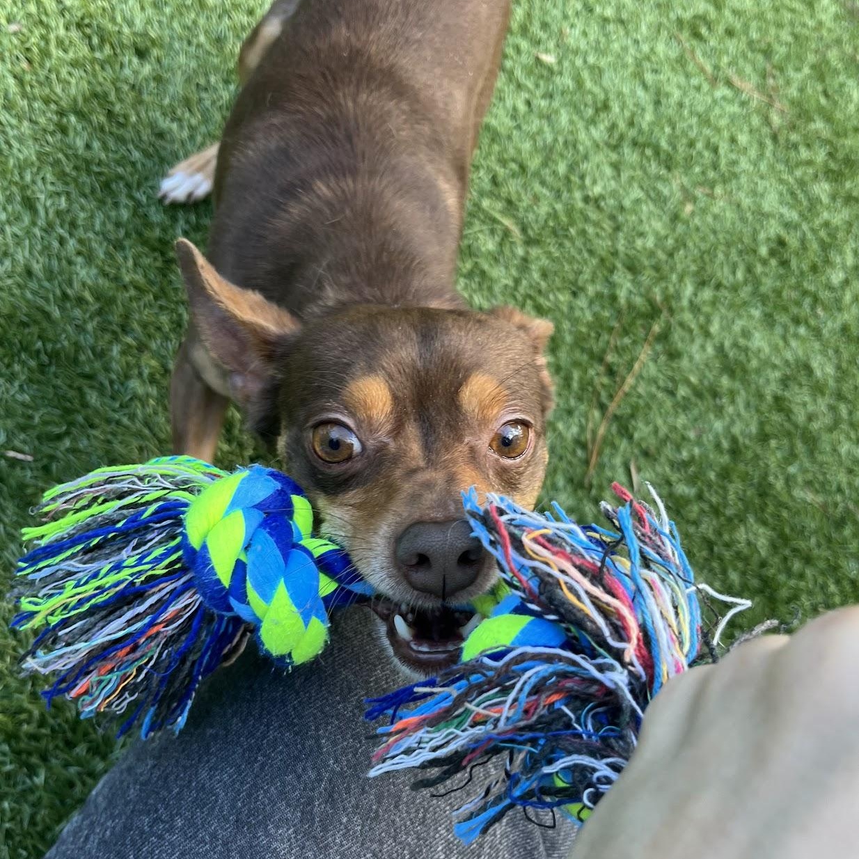 Swaba, a Adoptable Chihuahua in Salisbury, NC image 3/3