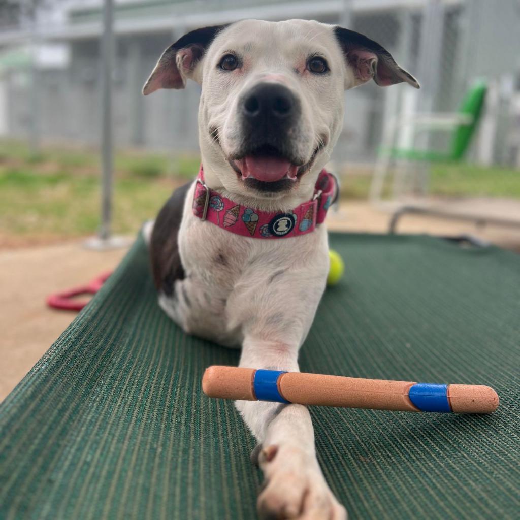 Enlarge Skipper, a Adoptable mixed breed in Spring, TX image 1/6