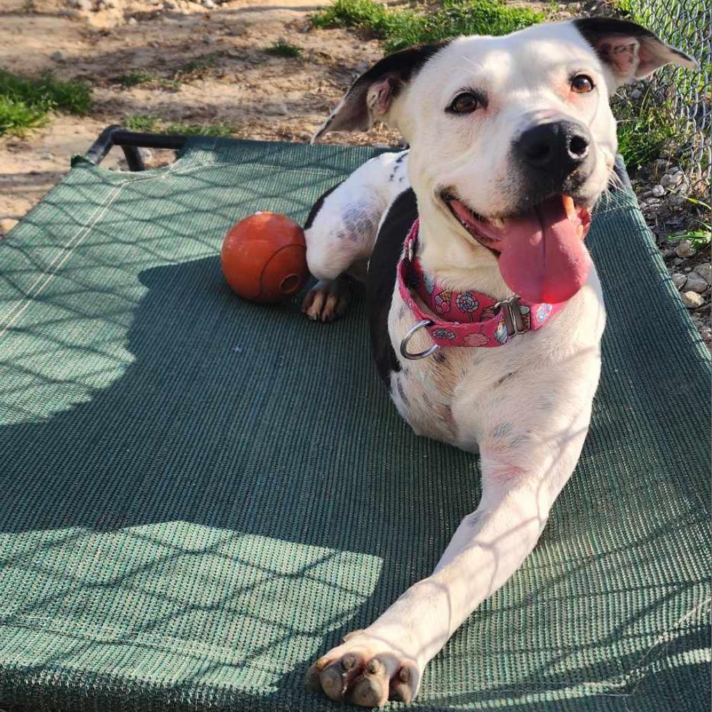 Enlarge Skipper, a Adoptable mixed breed in Spring, TX image 2/6