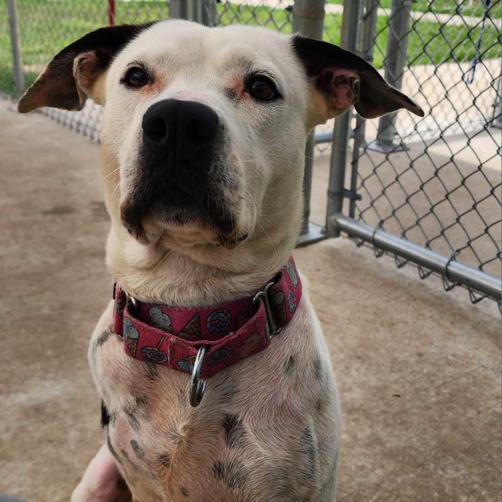 Enlarge Skipper, a Adoptable mixed breed in Spring, TX image 3/6