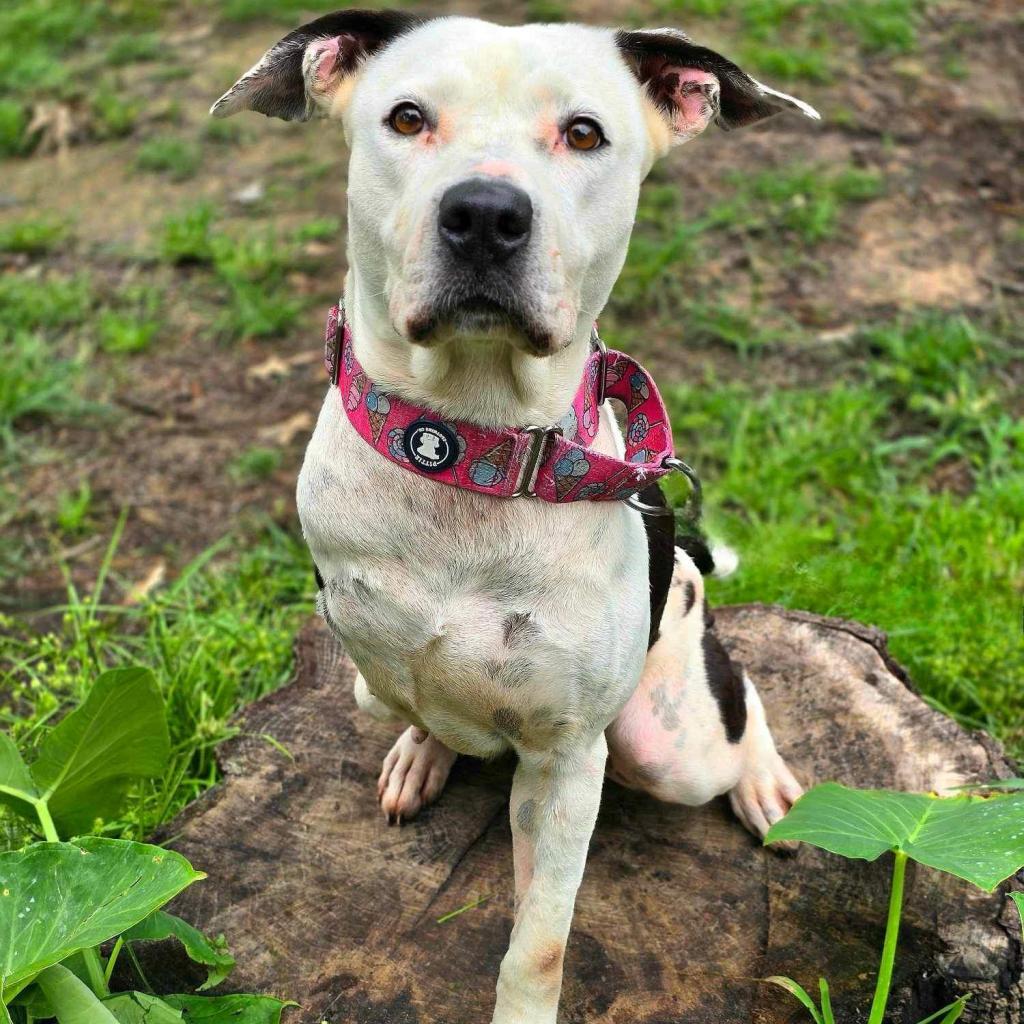 Enlarge Skipper, a Adoptable mixed breed in Spring, TX image 4/6