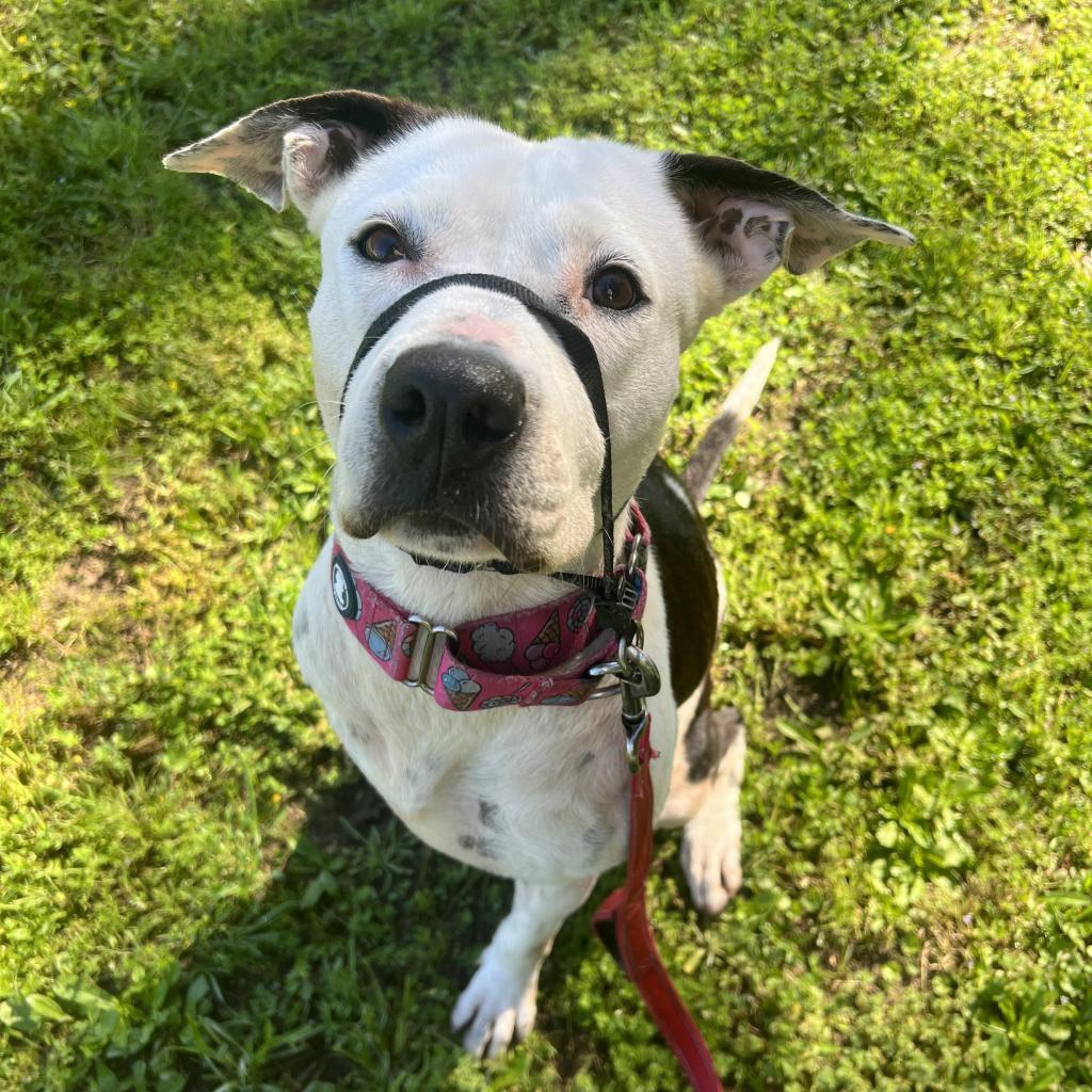 Enlarge Skipper, a Adoptable mixed breed in Spring, TX image 6/6