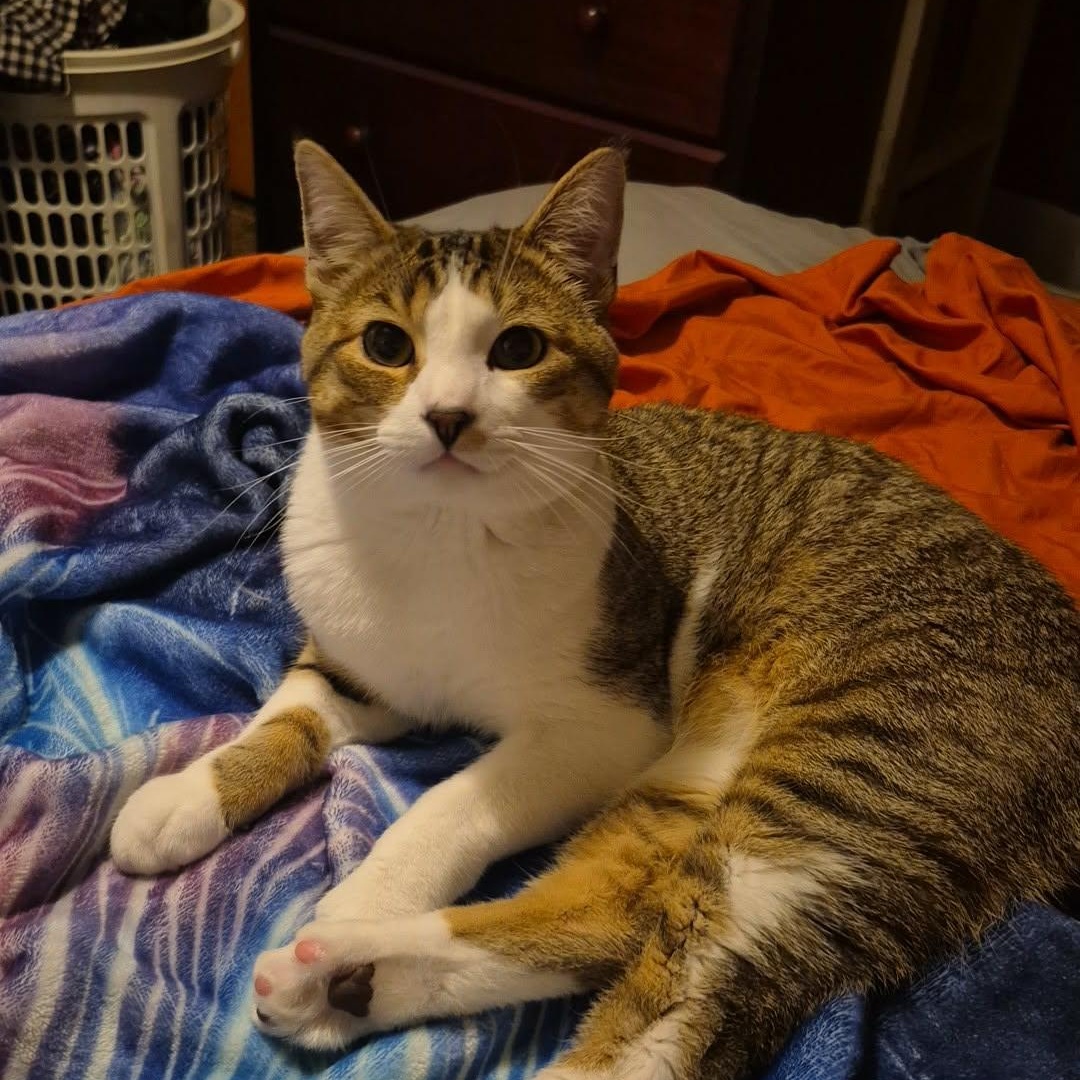 Archie (Courtesy Post), ADOPTABLE, Young Male Domestic Short Hair.