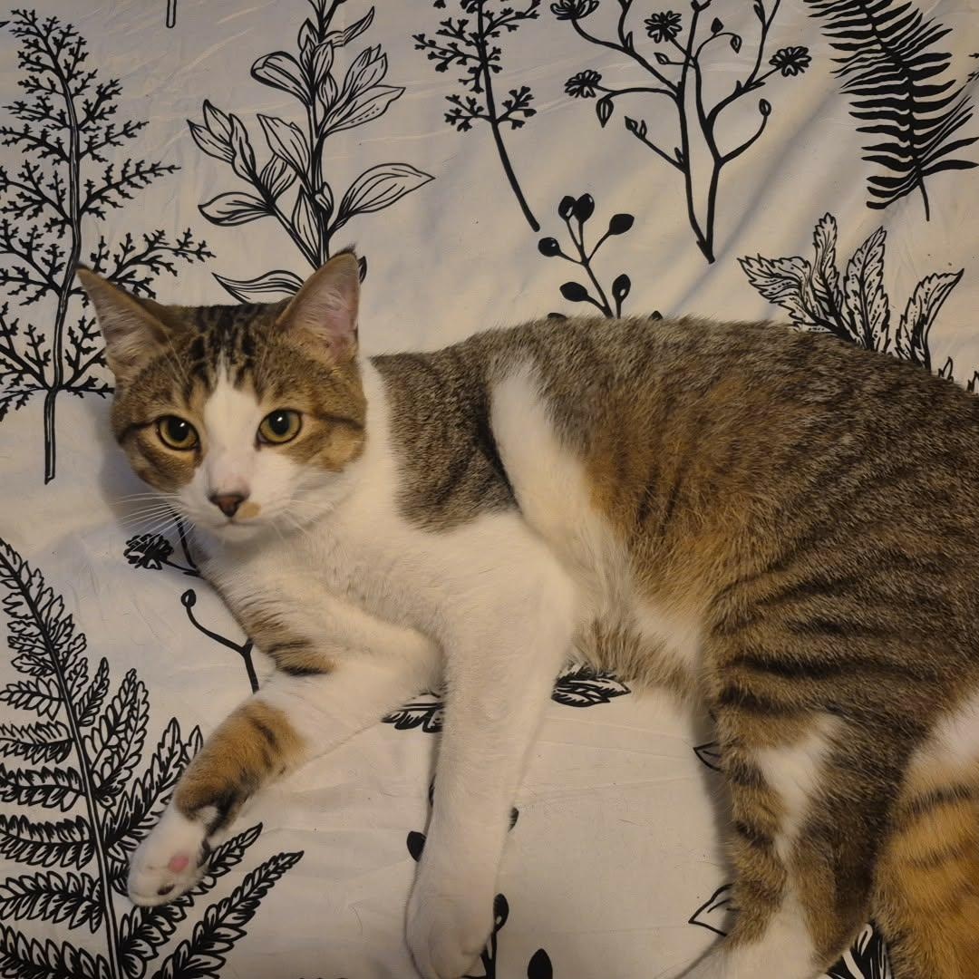 Archie (Courtesy Post), a ADOPTABLE Domestic Short Hair in Oswego, NY image 2/2