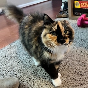 Enlarge Lucky Girl, a Adopted Calico in Winston-Salem, NC image 1/5