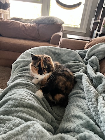 Enlarge Lucky Girl, a Adopted Calico in Winston-Salem, NC image 3/5