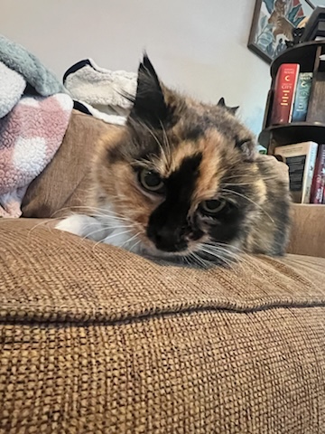 Enlarge Lucky Girl, a Adopted Calico in Winston-Salem, NC image 4/5