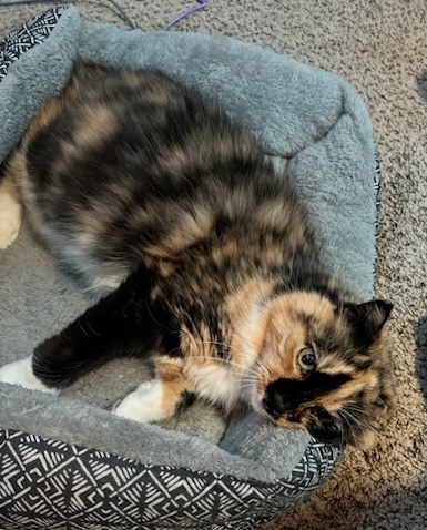 Enlarge Lucky Girl, a Adopted Calico in Winston-Salem, NC image 5/5