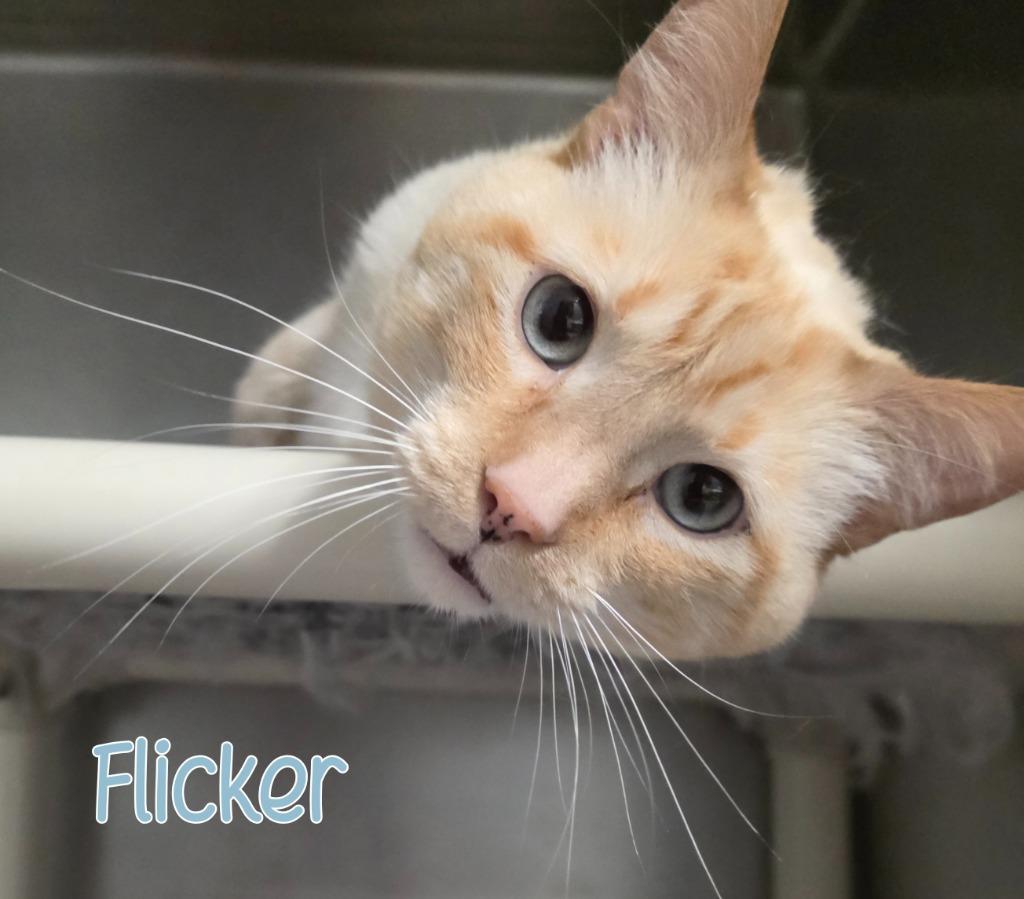 Flicker, Adoptable, Young Male Siamese.