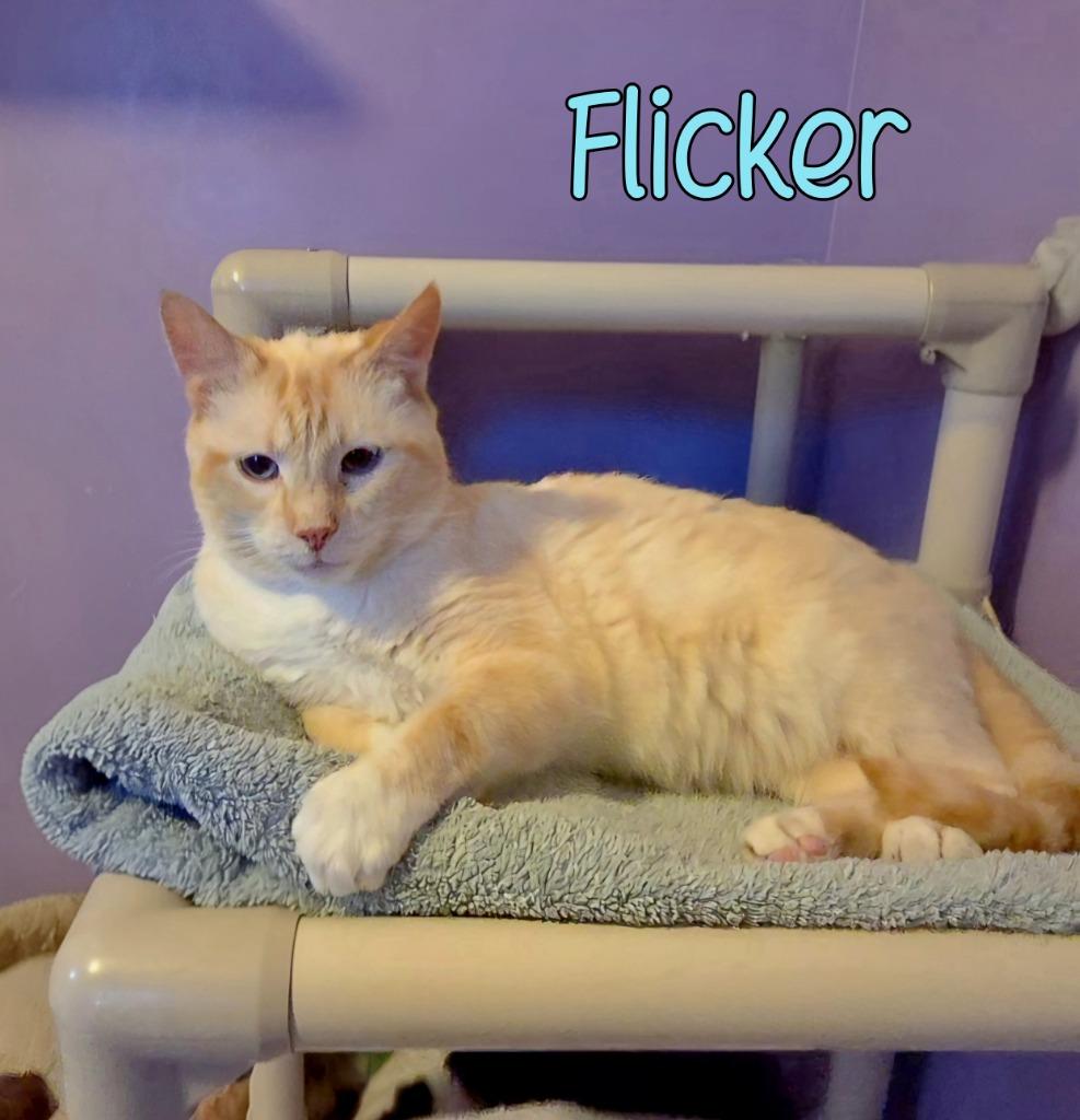 Enlarge Flicker, a Adoptable Siamese in Port Clinton, OH image 2/5
