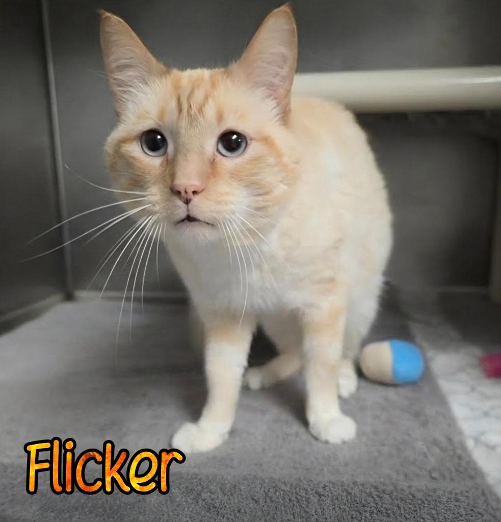 Enlarge Flicker, a Adoptable Siamese in Port Clinton, OH image 3/5