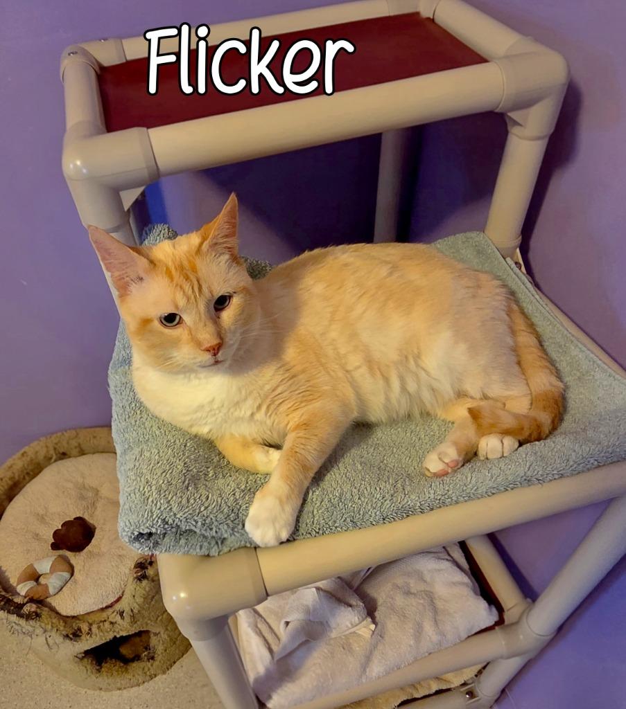 Enlarge Flicker, a Adoptable Siamese in Port Clinton, OH image 4/5