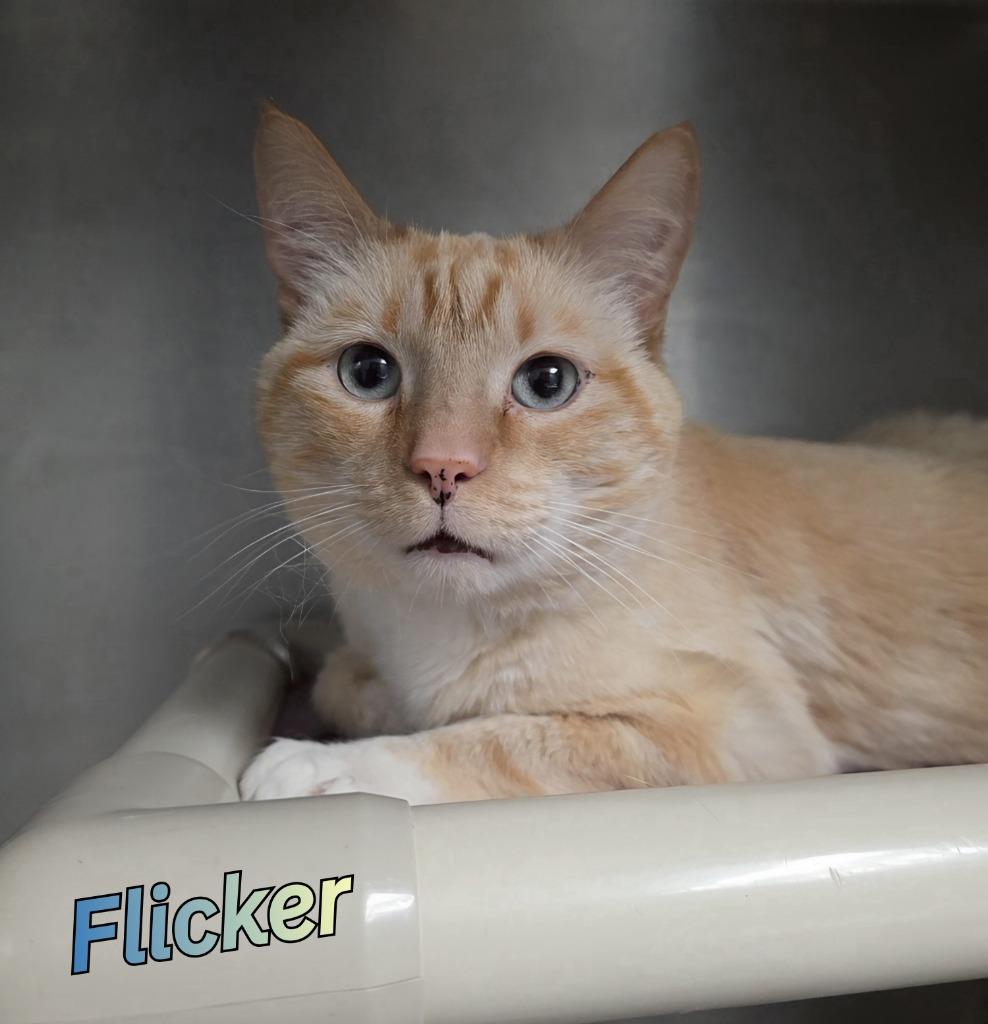 Enlarge Flicker, a Adoptable Siamese in Port Clinton, OH image 5/5