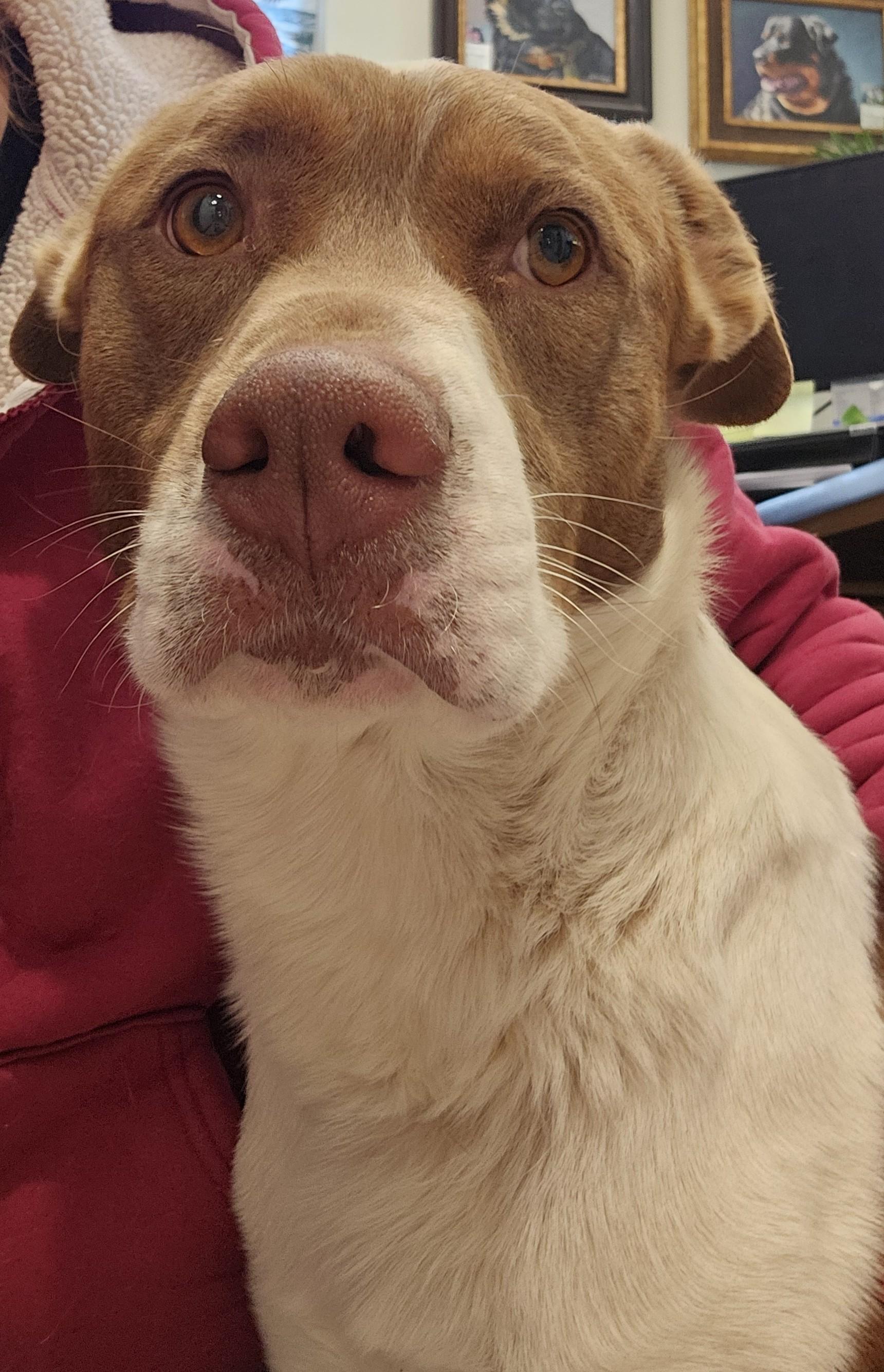 Enlarge Cassian , a ADOPTABLE mixed breed in Edgewood, NM image 3/5