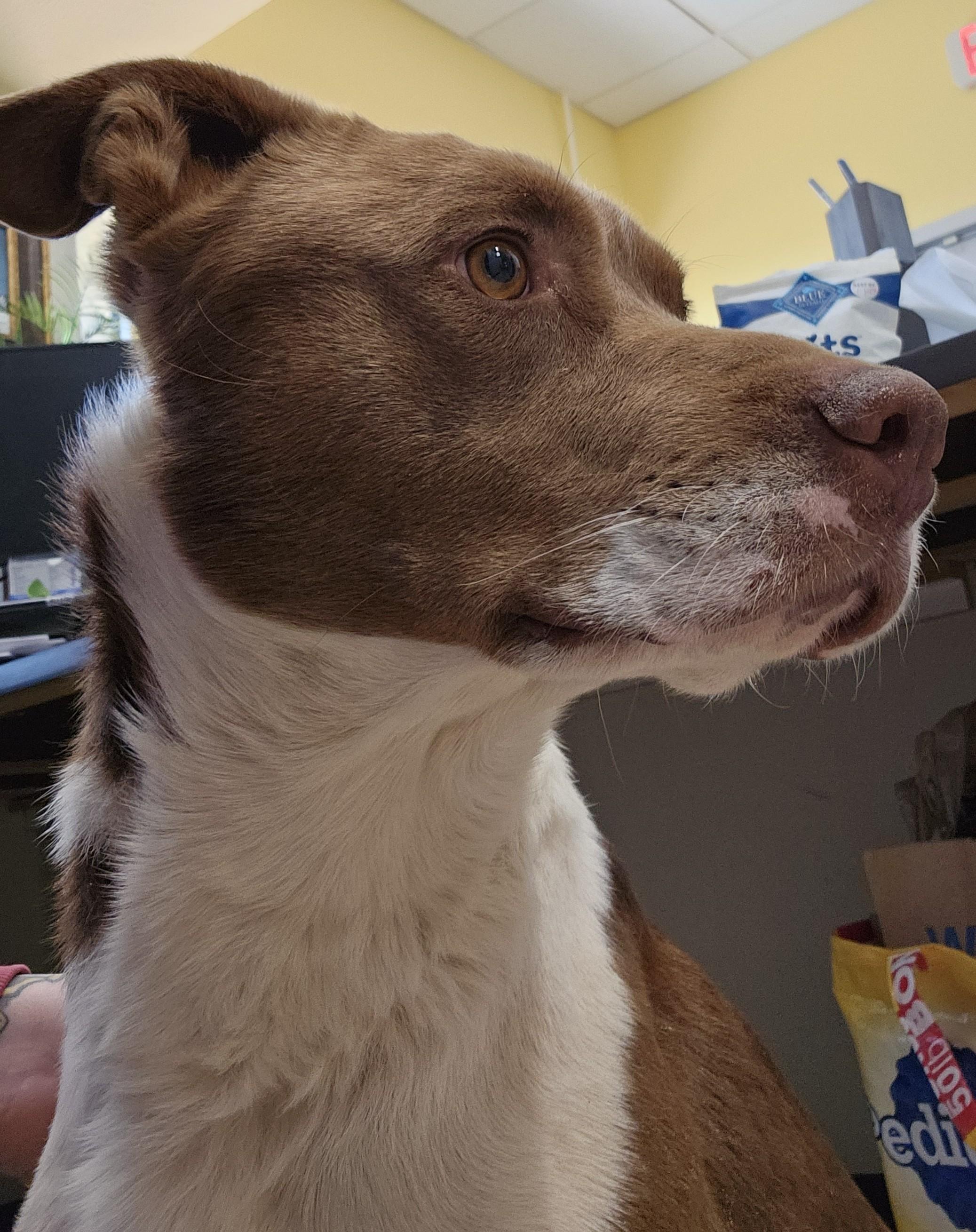 Enlarge Cassian , a ADOPTABLE mixed breed in Edgewood, NM image 4/5