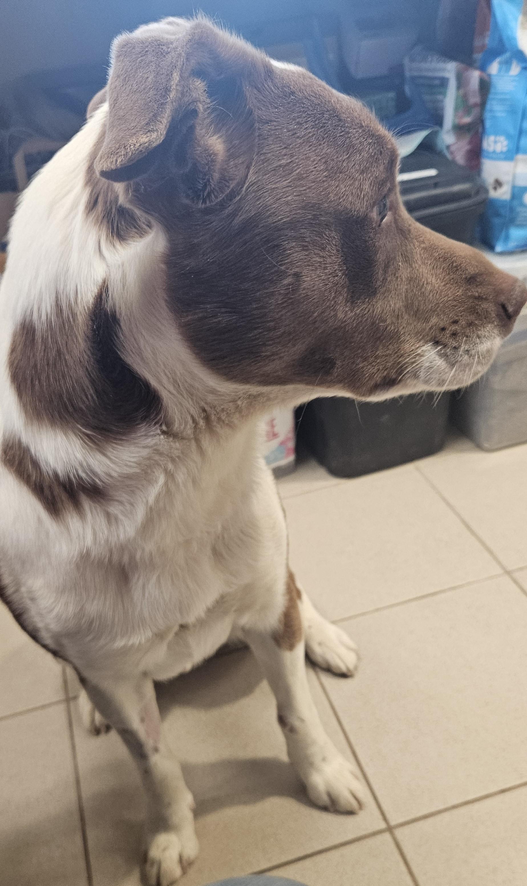 Enlarge Cassian , a ADOPTABLE mixed breed in Edgewood, NM image 2/5