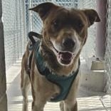Cassian , ADOPTABLE, Adult Male Australian Cattle Dog / Blue Heeler & Pit Bull Terrier.