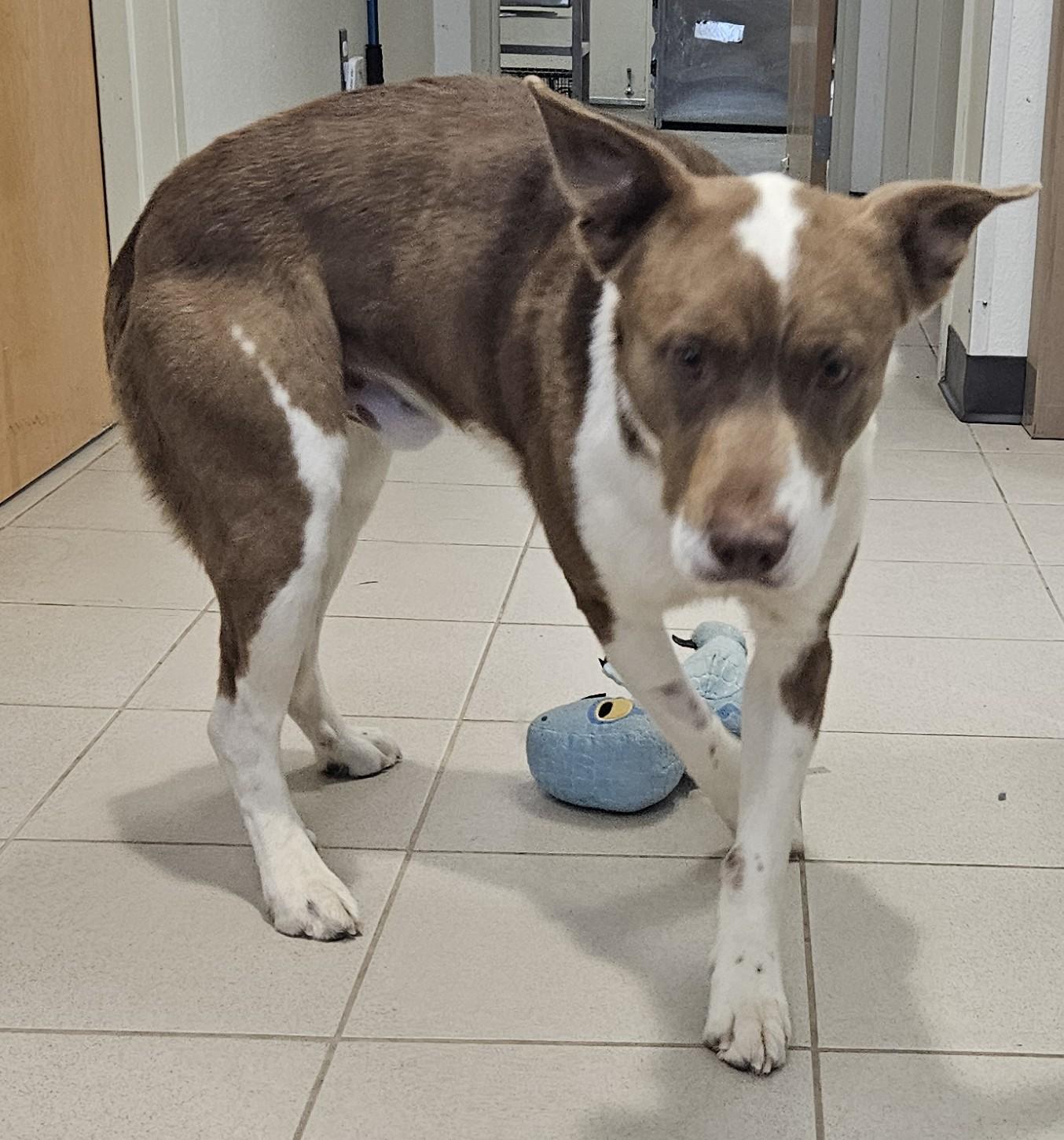 Enlarge Cassian , a ADOPTABLE mixed breed in Edgewood, NM image 5/5