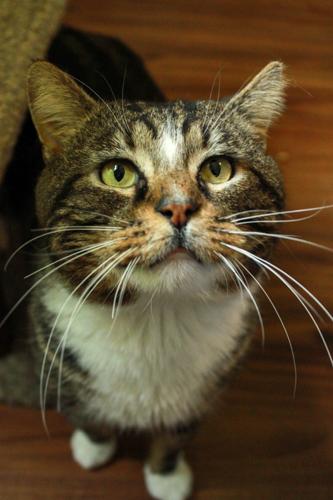 Dill, Adult Male Domestic Short Hair