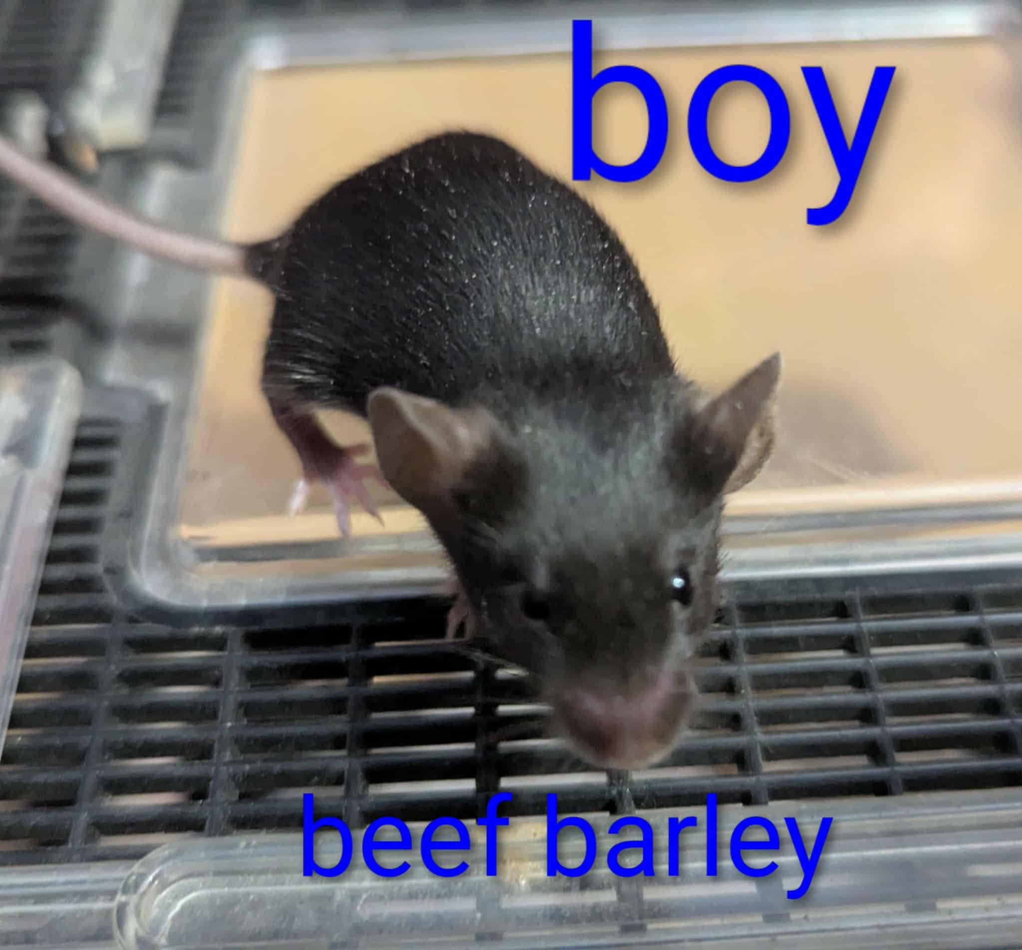 Enlarge Beef Barley, a Adoptable Mouse in Flanders, NJ image 1/1